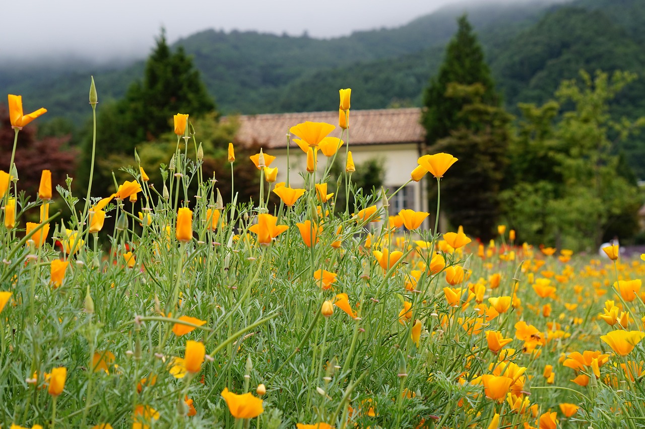 CC在线压力测试|龙湾代理注册